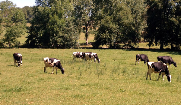 vacas-pastando-1.jpg